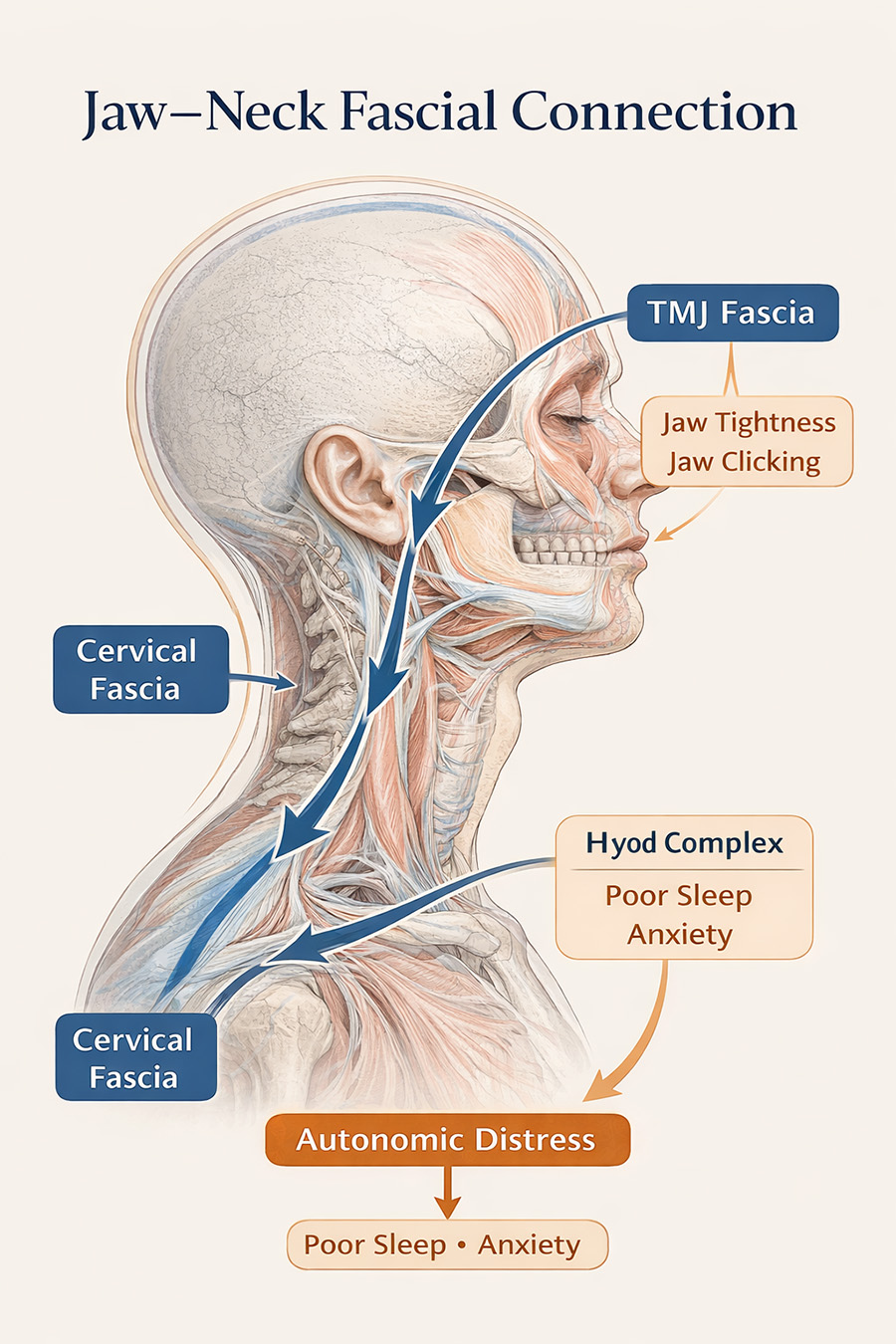 Jaw–Neck Fascial Connection