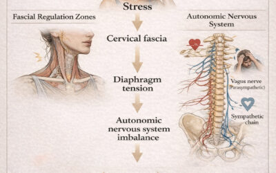 When Stress Becomes Pain – A Fascia-Based Clinical Insight